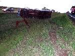 Fotos - Cachorro na pista provoca acidente envolvendo vários veículos próximo à Ibaté - Foto 25 de 29