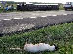 Fotos - Cachorro na pista provoca acidente envolvendo vários veículos próximo à Ibaté - Foto 1 de 29