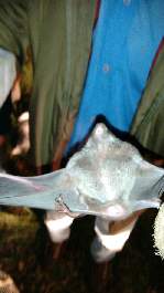 Equipe de controle de zoonoses promove  contenção de morcegos em propriedade rural do município - Foto 3 de 3